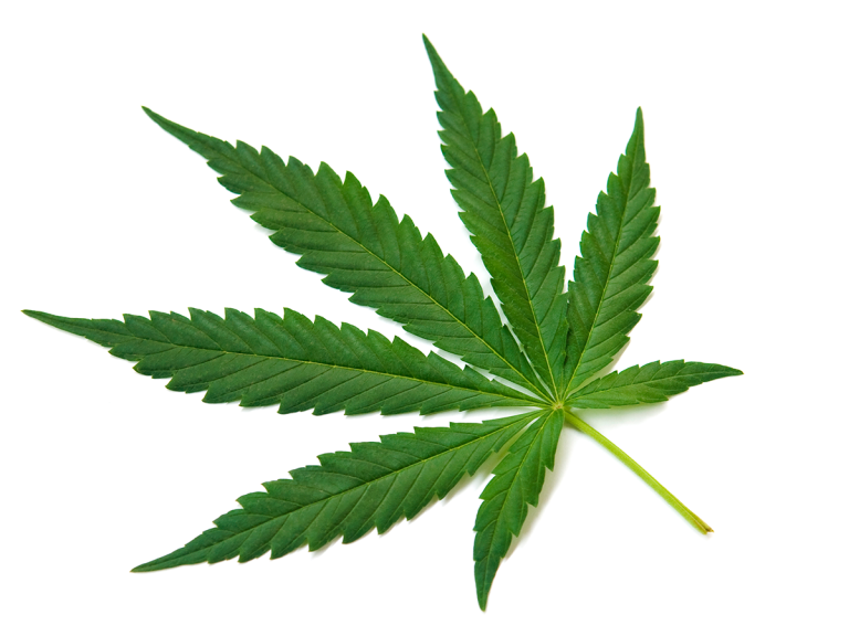Softening market for cannabis, but captives remain popular  